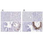 DPEP3 Antibody in Immunohistochemistry (IHC)