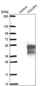 POU3F4 Antibody in Western Blot (WB)