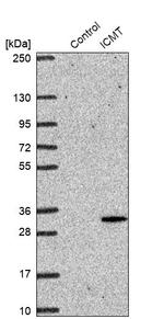 ICMT Antibody in Western Blot (WB)