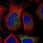 PUSL1 Antibody in Immunocytochemistry (ICC/IF)