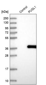 PUSL1 Antibody in Western Blot (WB)