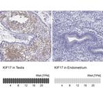 KIF17 Antibody