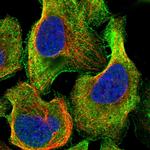 TTLL5 Antibody in Immunocytochemistry (ICC/IF)