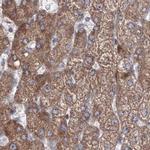 PEX13 Antibody in Immunohistochemistry (IHC)