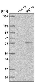 PEX13 Antibody in Western Blot (WB)