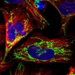 COX5B Antibody in Immunocytochemistry (ICC/IF)