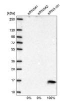 COX5B Antibody