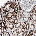 SAMM50 Antibody in Immunohistochemistry (Paraffin) (IHC (P))