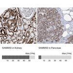 SAMM50 Antibody