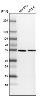 SAMM50 Antibody in Western Blot (WB)