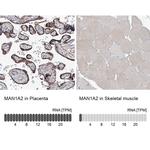 MAN1A2 Antibody in Immunohistochemistry (IHC)