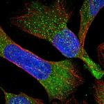 RBMS3 Antibody in Immunocytochemistry (ICC/IF)