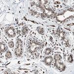 RBP7 Antibody in Immunohistochemistry (Paraffin) (IHC (P))