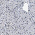 RBP7 Antibody in Immunohistochemistry (IHC)