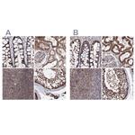 GFM1 Antibody in Immunohistochemistry (IHC)