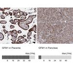 GFM1 Antibody