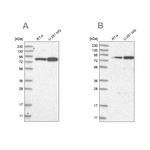 GFM1 Antibody in Western Blot (WB)