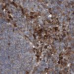 DGUOK Antibody in Immunohistochemistry (Paraffin) (IHC (P))