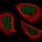 ZC3H8 Antibody in Immunocytochemistry (ICC/IF)