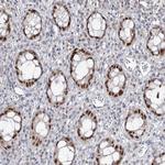 ZC3H8 Antibody in Immunohistochemistry (Paraffin) (IHC (P))