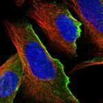 UBTD1 Antibody in Immunocytochemistry (ICC/IF)