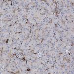 UBTD1 Antibody in Immunohistochemistry (IHC)