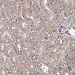 ZFAND6 Antibody in Immunohistochemistry (Paraffin) (IHC (P))