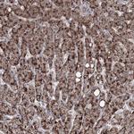 ZFAND6 Antibody in Immunohistochemistry (Paraffin) (IHC (P))