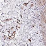 TNMD Antibody in Immunohistochemistry (IHC)