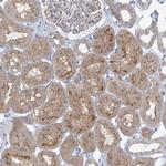 SLC6A12 Antibody in Immunohistochemistry (Paraffin) (IHC (P))