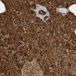 Cdc42EP3 Antibody in Immunohistochemistry (Paraffin) (IHC (P))