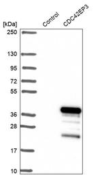 Cdc42EP3 Antibody in Western Blot (WB)