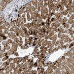 ATP5I Antibody in Immunohistochemistry (Paraffin) (IHC (P))