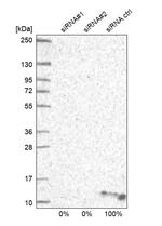 ATP5I Antibody