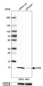 ATP5I Antibody in Western Blot (WB)