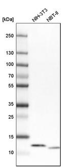 ATP5I Antibody in Western Blot (WB)