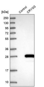 CRYGS Antibody in Western Blot (WB)