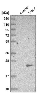 SMCP Antibody in Western Blot (WB)