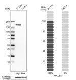 PHLDB2 Antibody