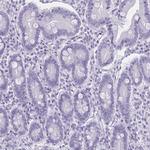 MOBP Antibody in Immunohistochemistry (Paraffin) (IHC (P))