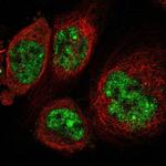 SGOL2 Antibody in Immunocytochemistry (ICC/IF)