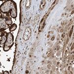 DNAJC9 Antibody in Immunohistochemistry (Paraffin) (IHC (P))