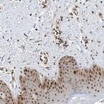 DNAJC9 Antibody in Immunohistochemistry (Paraffin) (IHC (P))