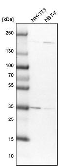 DNAJC9 Antibody in Western Blot (WB)