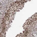 DNAJC9 Antibody in Immunohistochemistry (Paraffin) (IHC (P))