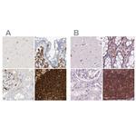 ARHGAP25 Antibody in Immunohistochemistry (IHC)