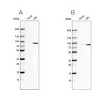 ARHGAP25 Antibody in Western Blot (WB)