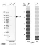 RASA2 Antibody