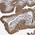 HNMT Antibody in Immunohistochemistry (Paraffin) (IHC (P))