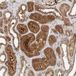 HNMT Antibody in Immunohistochemistry (Paraffin) (IHC (P))